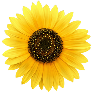 Zaffrina Gummies - The ADHD Support System Behind 23,000+ Thriving Kids